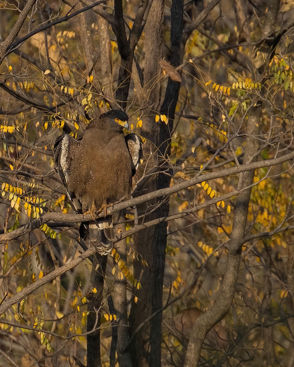 Crested Serpent-Eagle - ML537948961