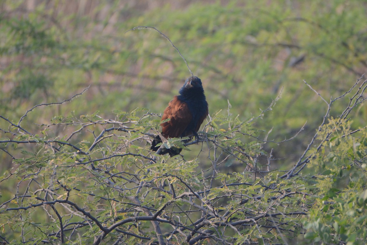 Greater Coucal - ML537950051