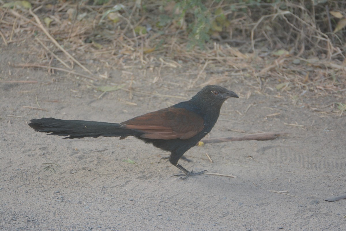Greater Coucal - ML537950151