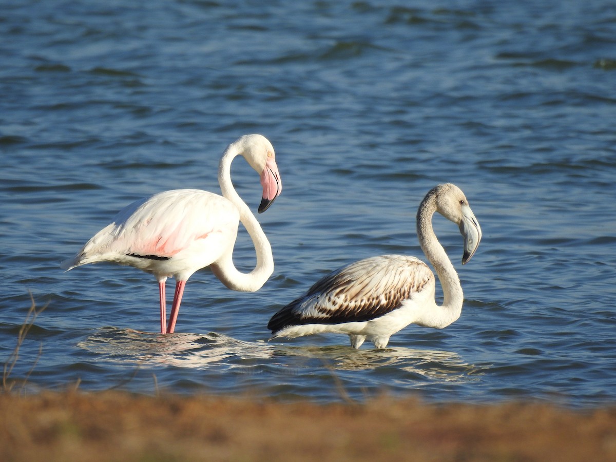 Greater Flamingo - ML537953071