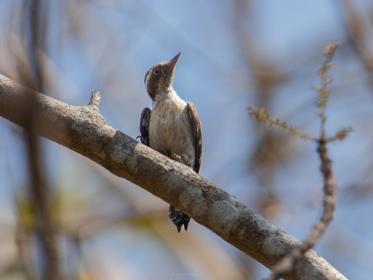 Brown-capped Pygmy Woodpecker - ML537955461