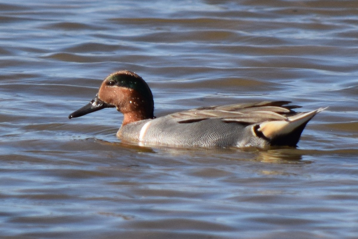 Green-winged Teal - ML537967561