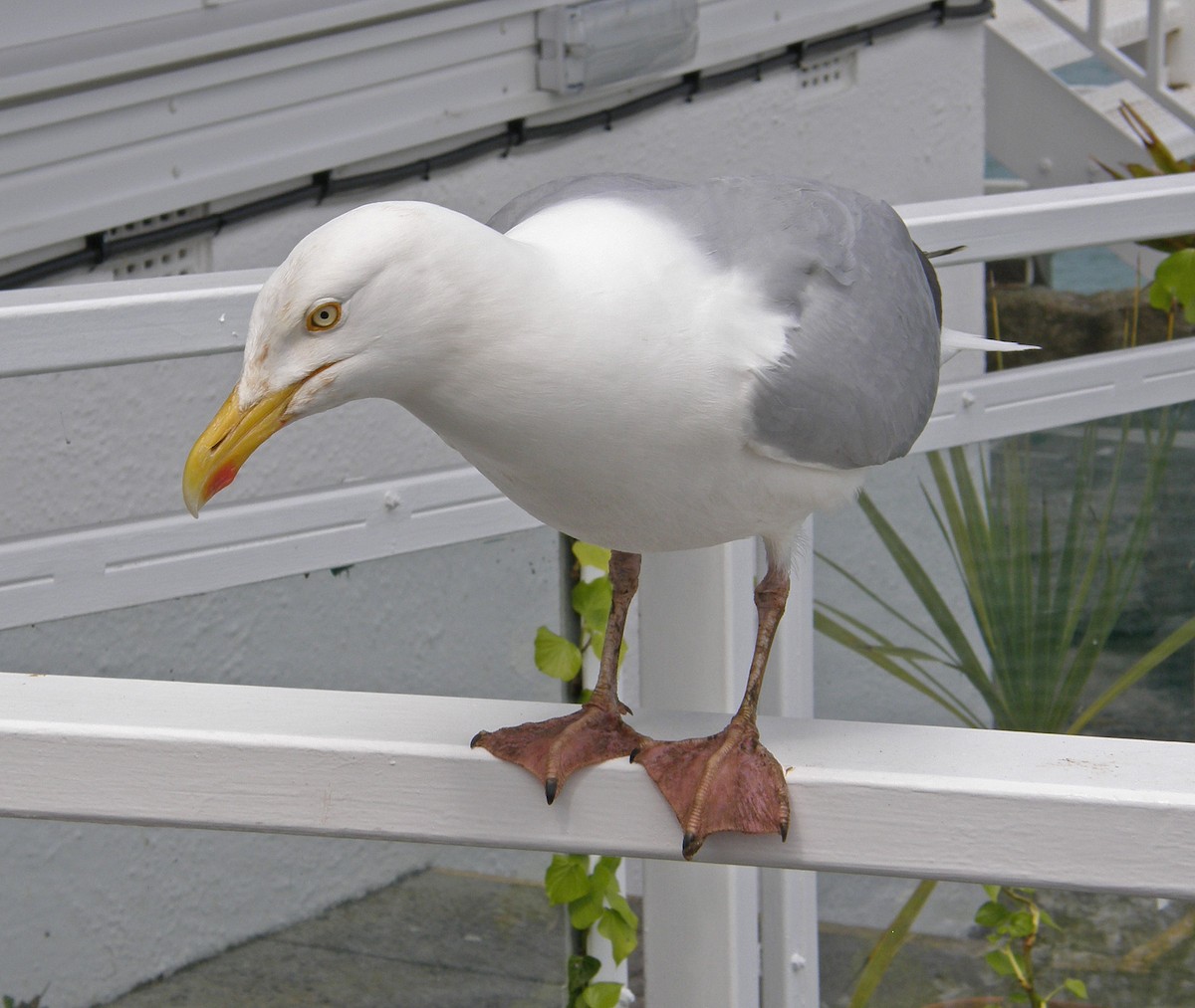 Herring Gull (European) - ML53796831