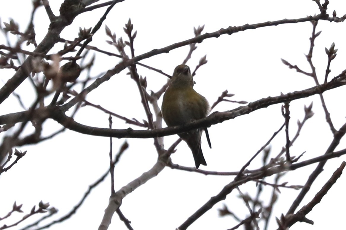 eBird Checklist - 21 Feb 2023 - Hebrew Park Lacey - 9 species