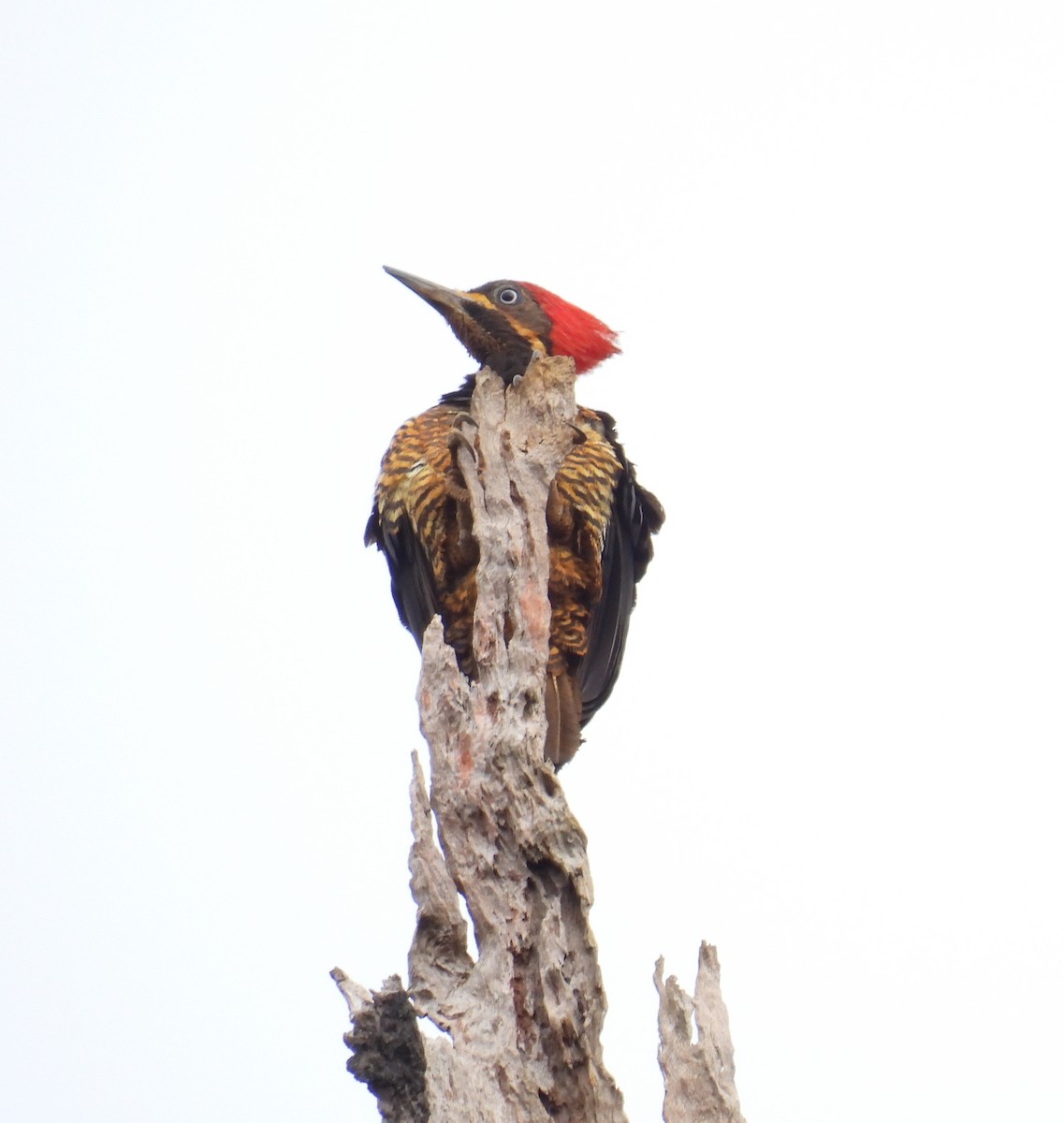 Lineated Woodpecker - ML537970831