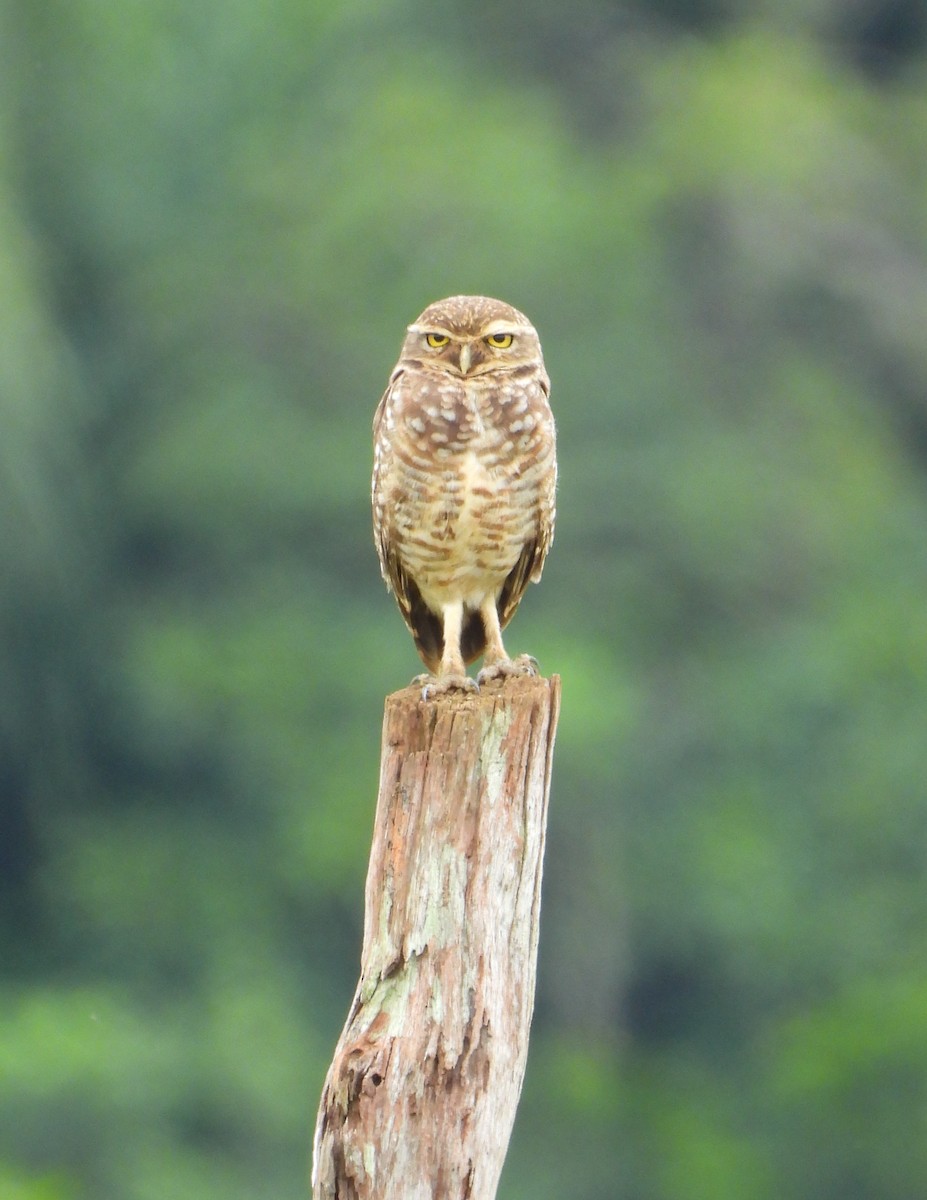 Burrowing Owl - ML537973271