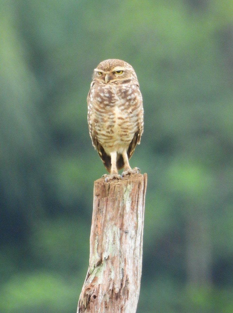 Burrowing Owl - ML537973311