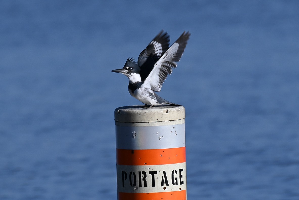 Belted Kingfisher - ML537973701
