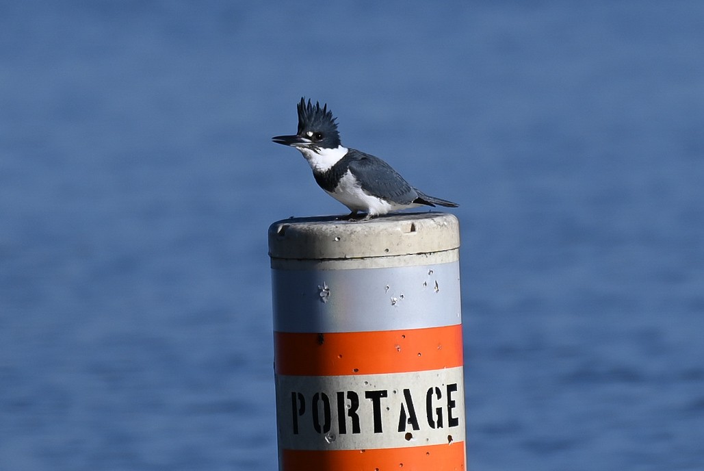 Belted Kingfisher - ML537973711
