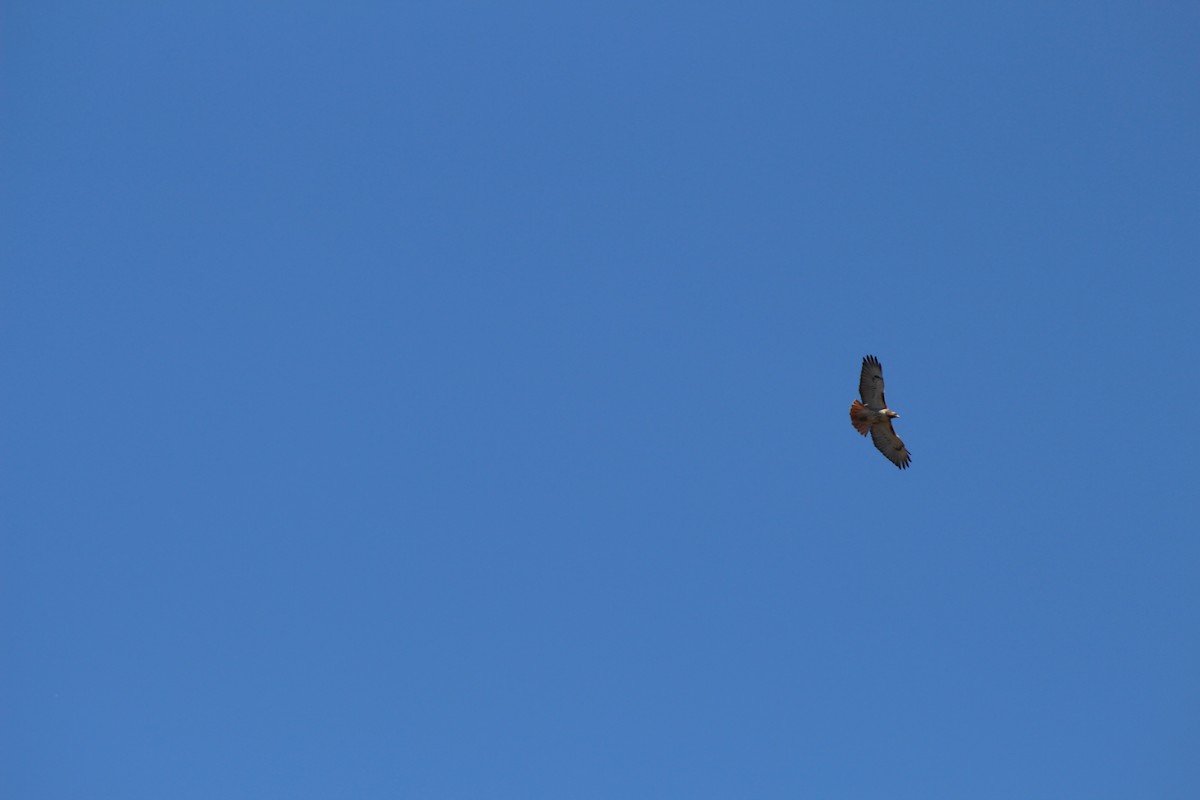 Red-tailed Hawk - ML53797391
