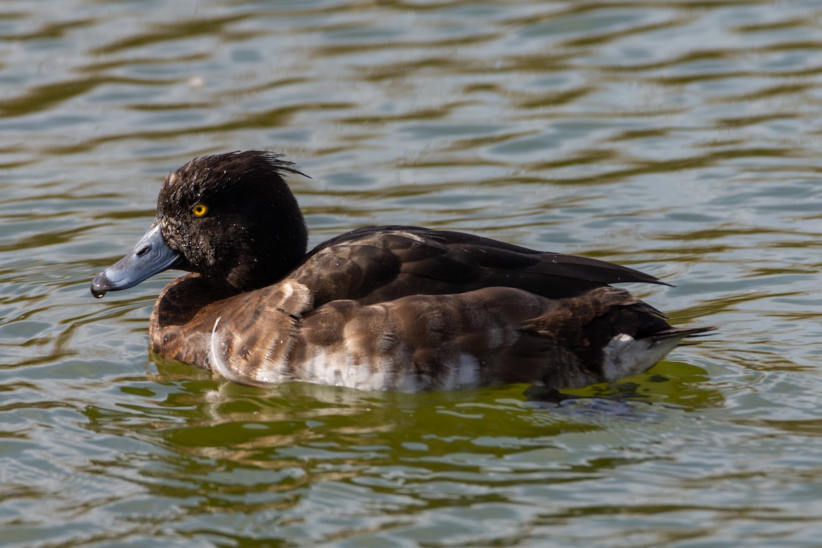 Tufted Duck - ML537975381
