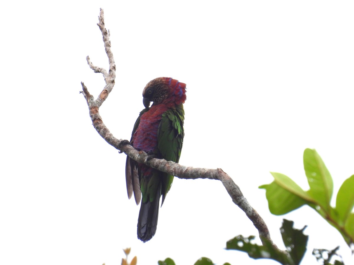 Red-fan Parrot - Anonymous