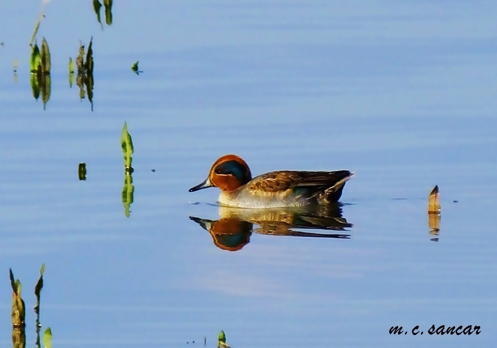 Green-winged Teal - ML537976881