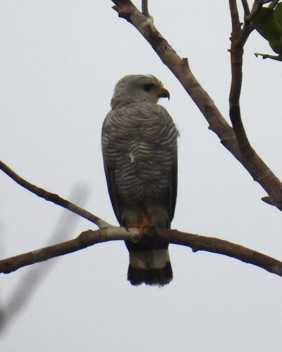 Gray-lined Hawk - Anonymous