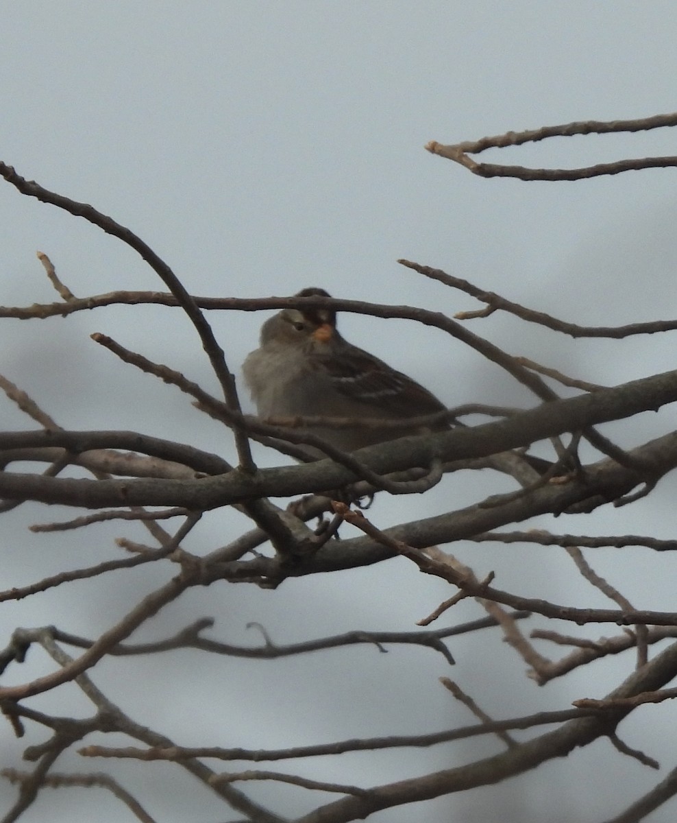 White-crowned Sparrow - ML537979311