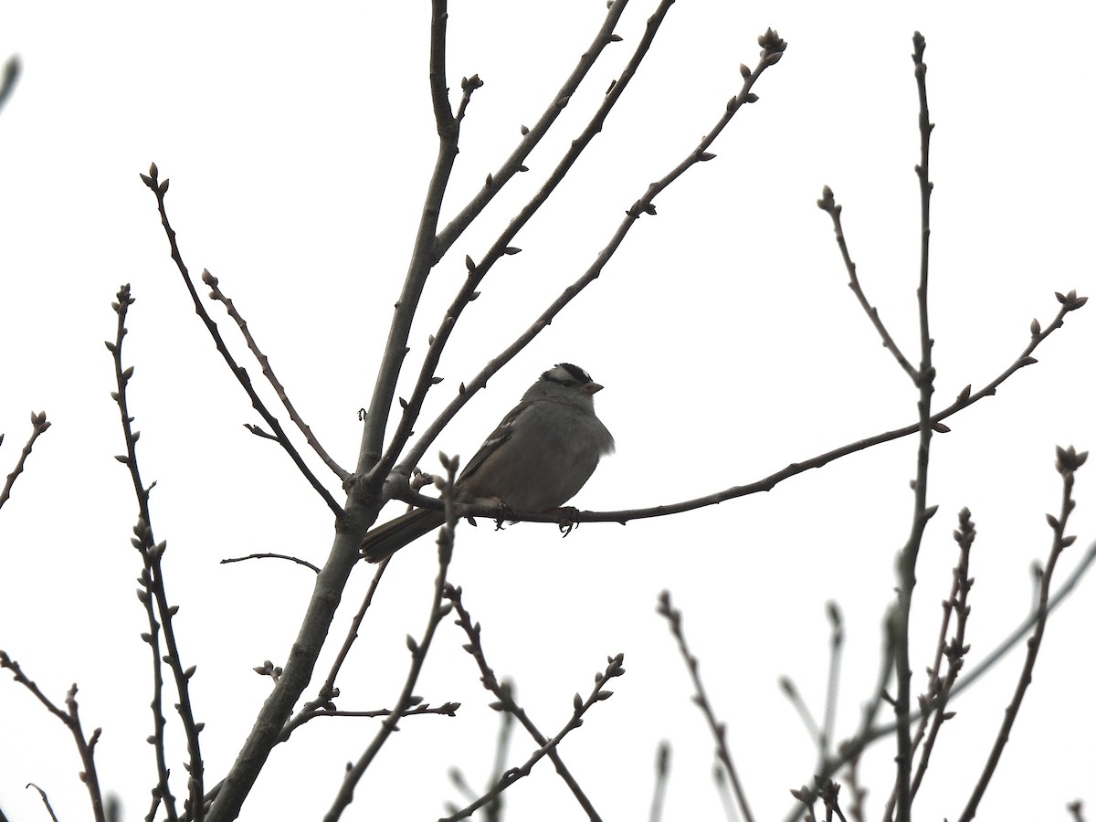 White-crowned Sparrow - ML537979321