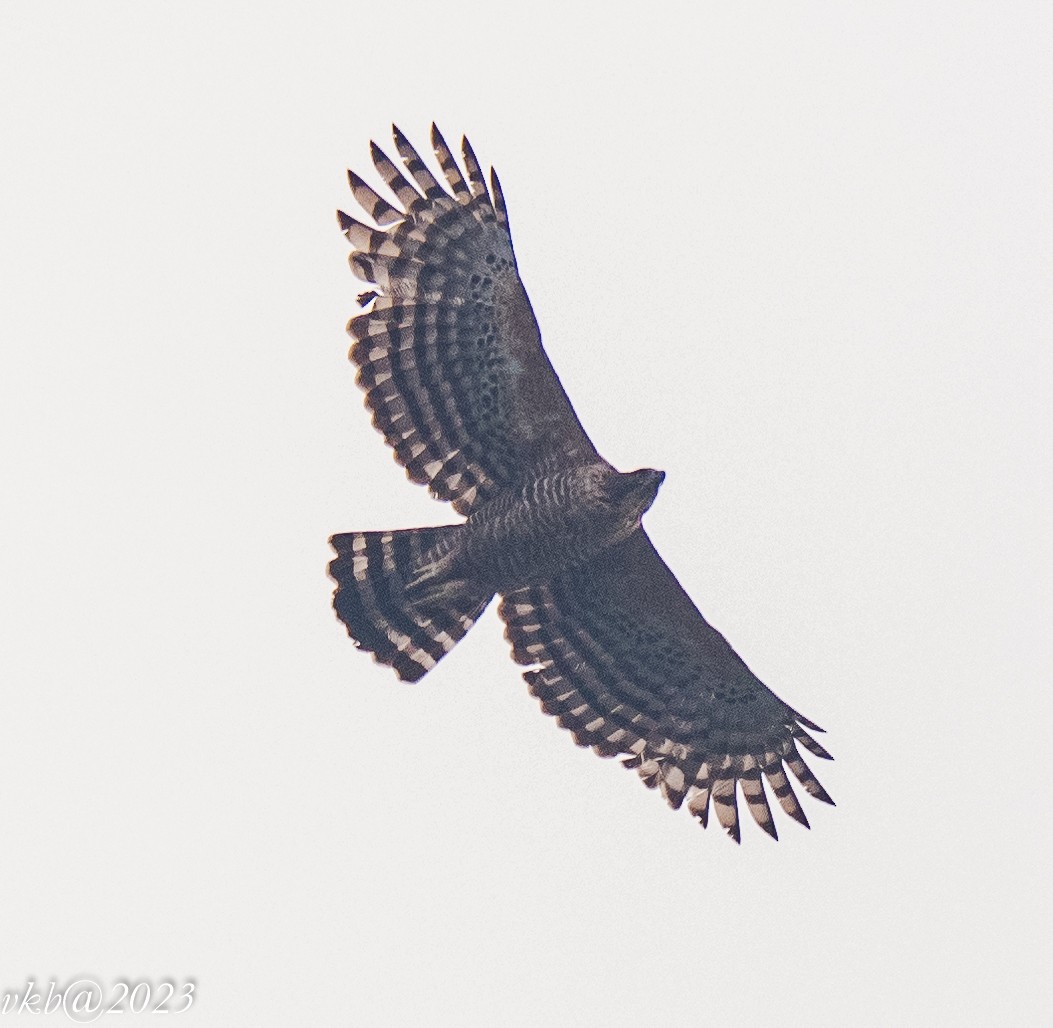 Legge's Hawk-Eagle - Balagopal VK