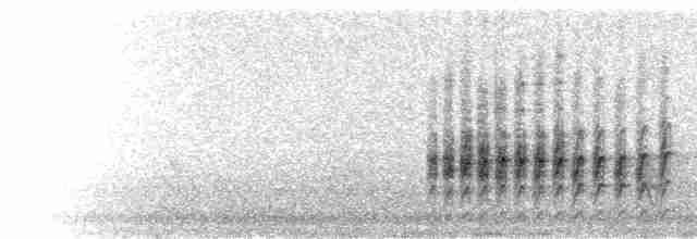  - Yellow-crowned Parakeet