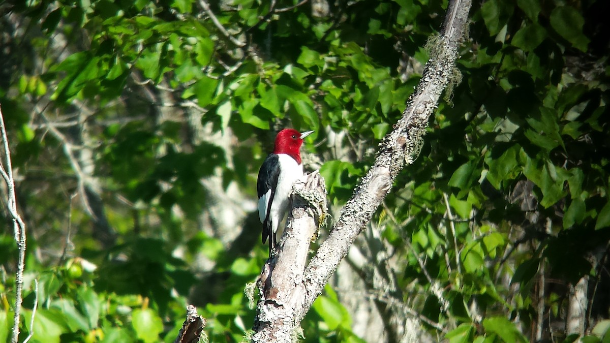 Red-headed Woodpecker - Stephen Ritchie