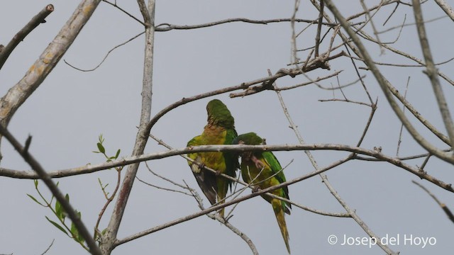 Brown-throated Parakeet (Brown-throated) - ML537991681