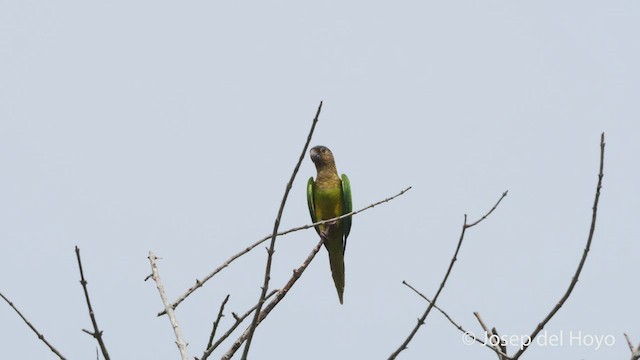 Brown-throated Parakeet (Brown-throated) - ML537991701