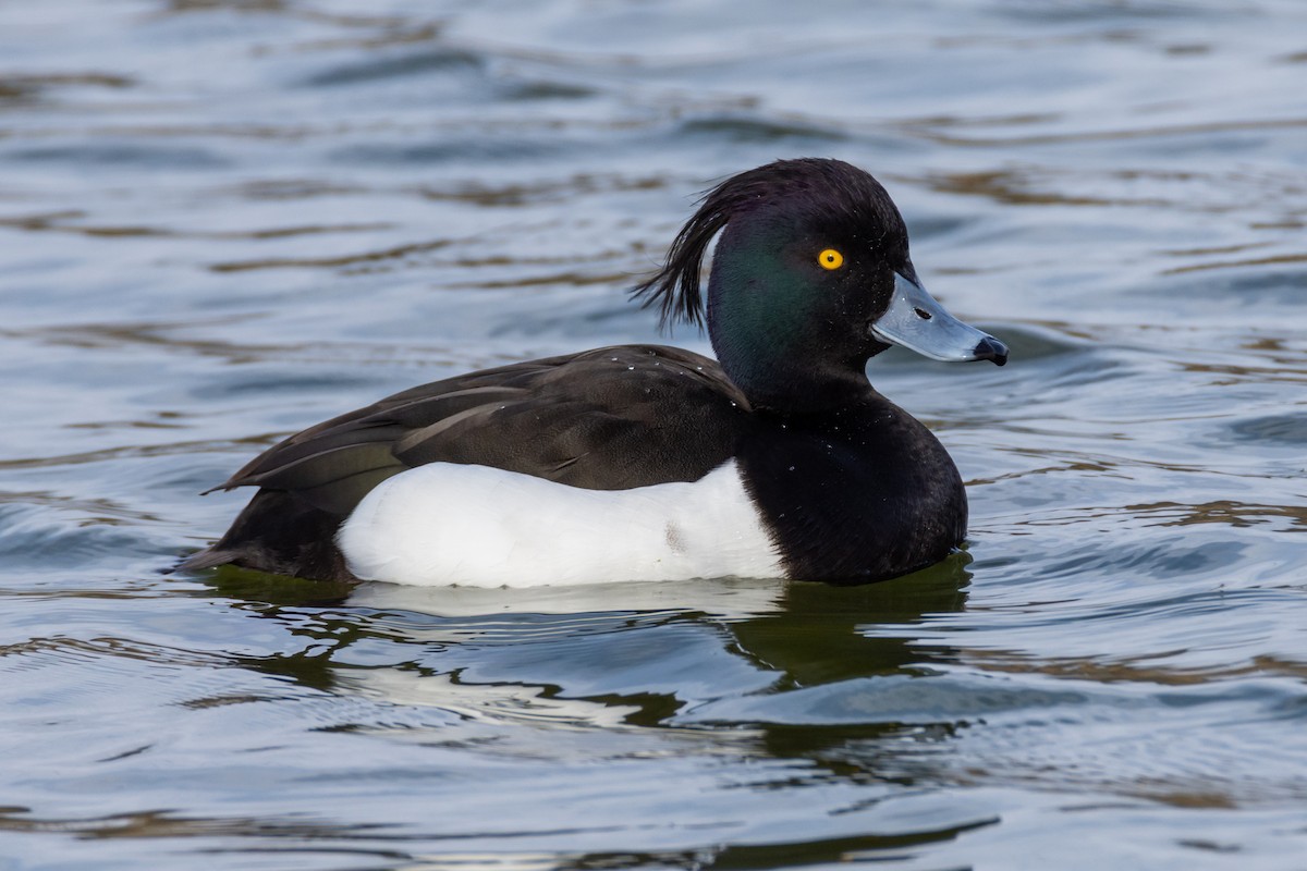 Tufted Duck - ML537991751