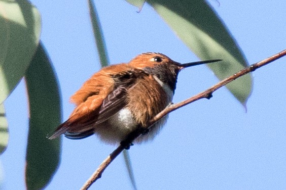 Rufous Hummingbird - ML53799861