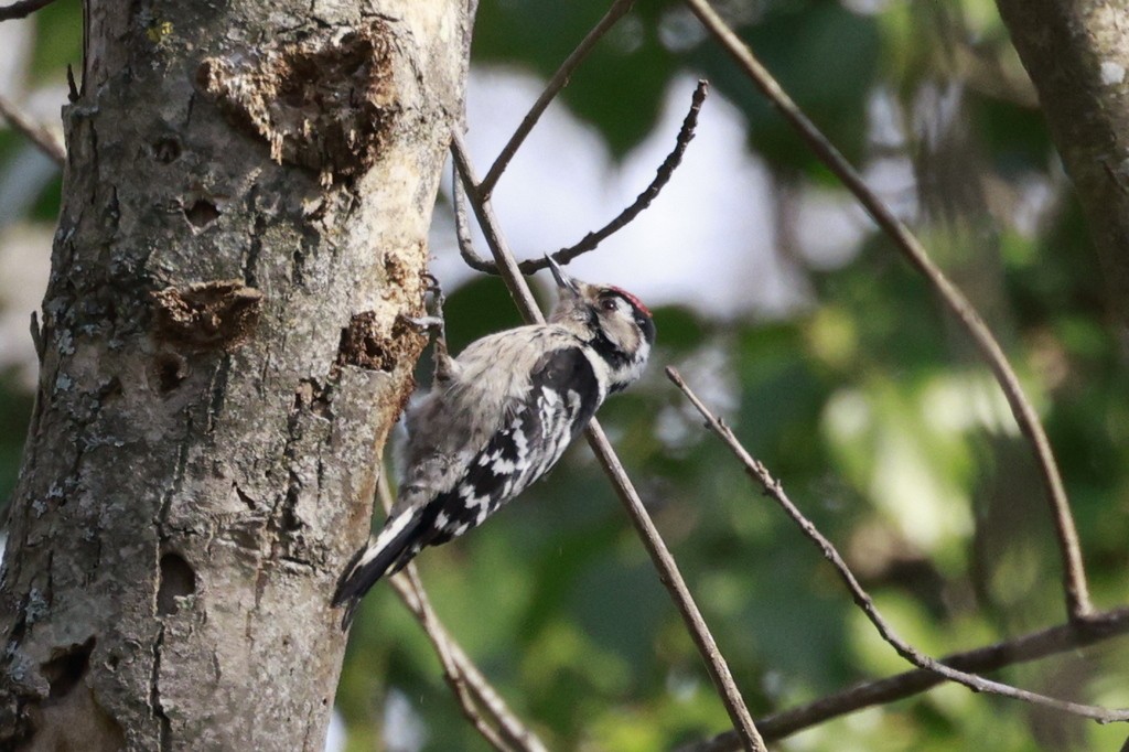 Lesser Spotted Woodpecker - ML538000641