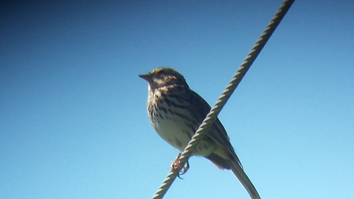 Savannah Sparrow - ML53800161