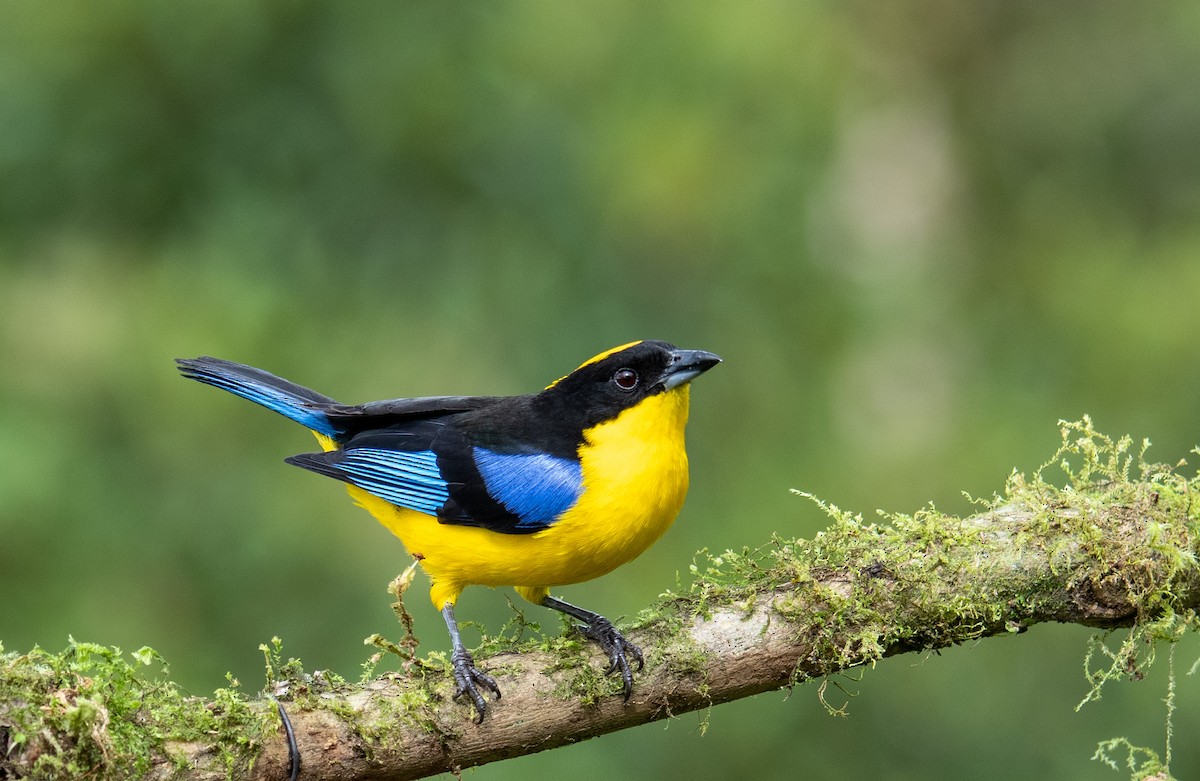 Blue-winged Mountain Tanager - Marilyn White