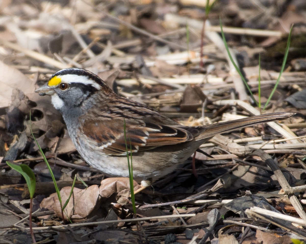 White-throated Sparrow - ML53800371
