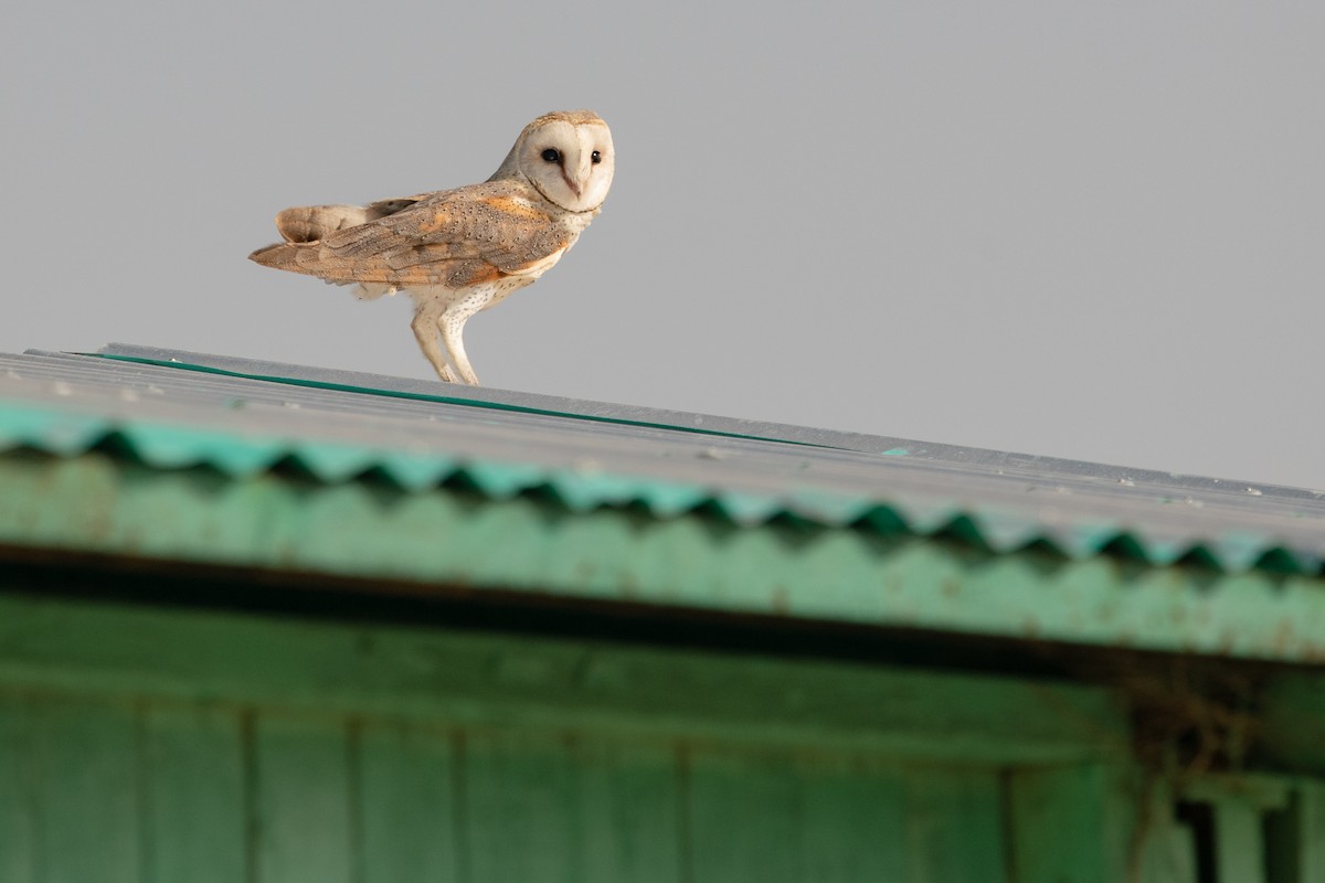 Barn Owl (African) - ML538008391