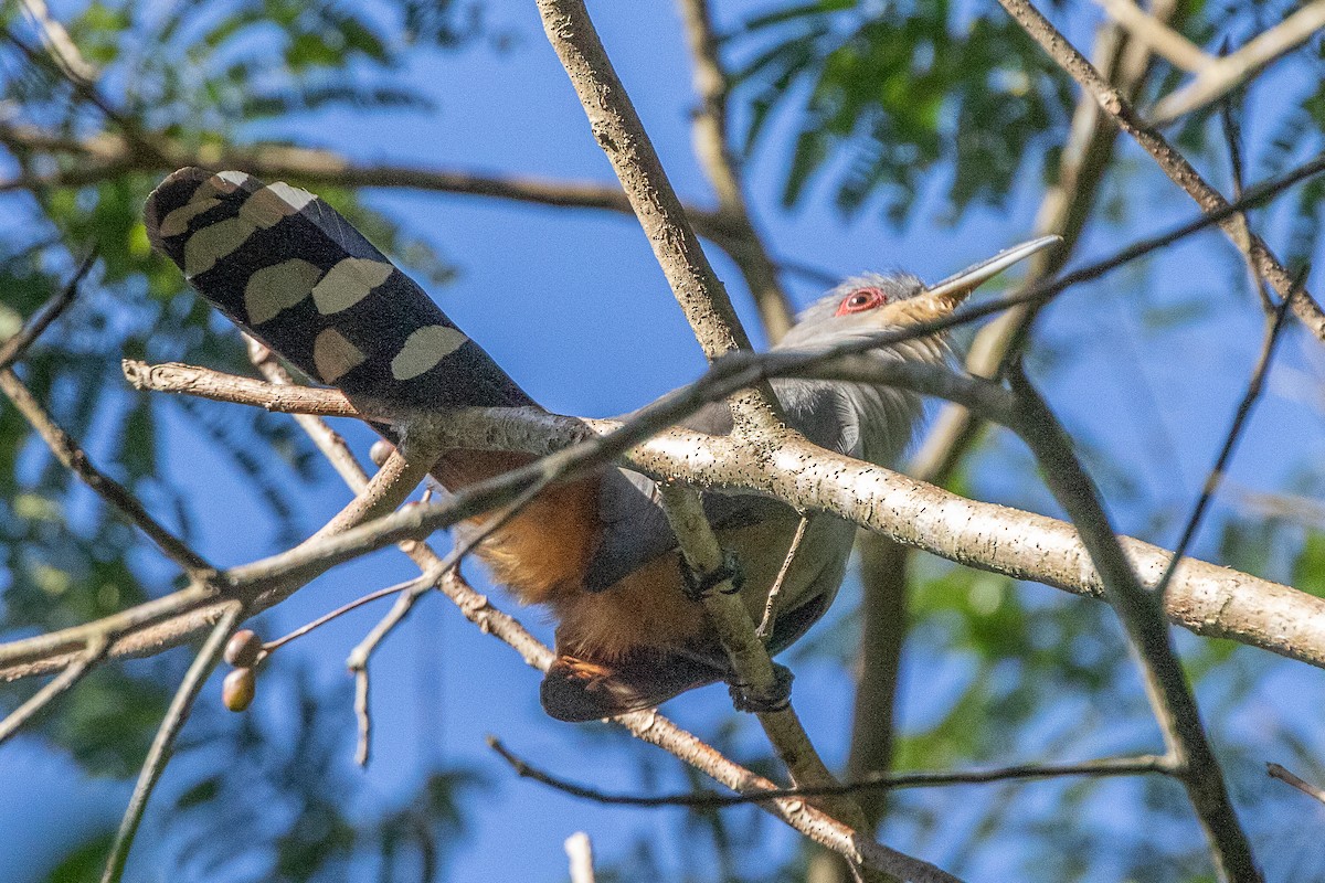 Hispaniolan Lizard-Cuckoo - Neil Hayward