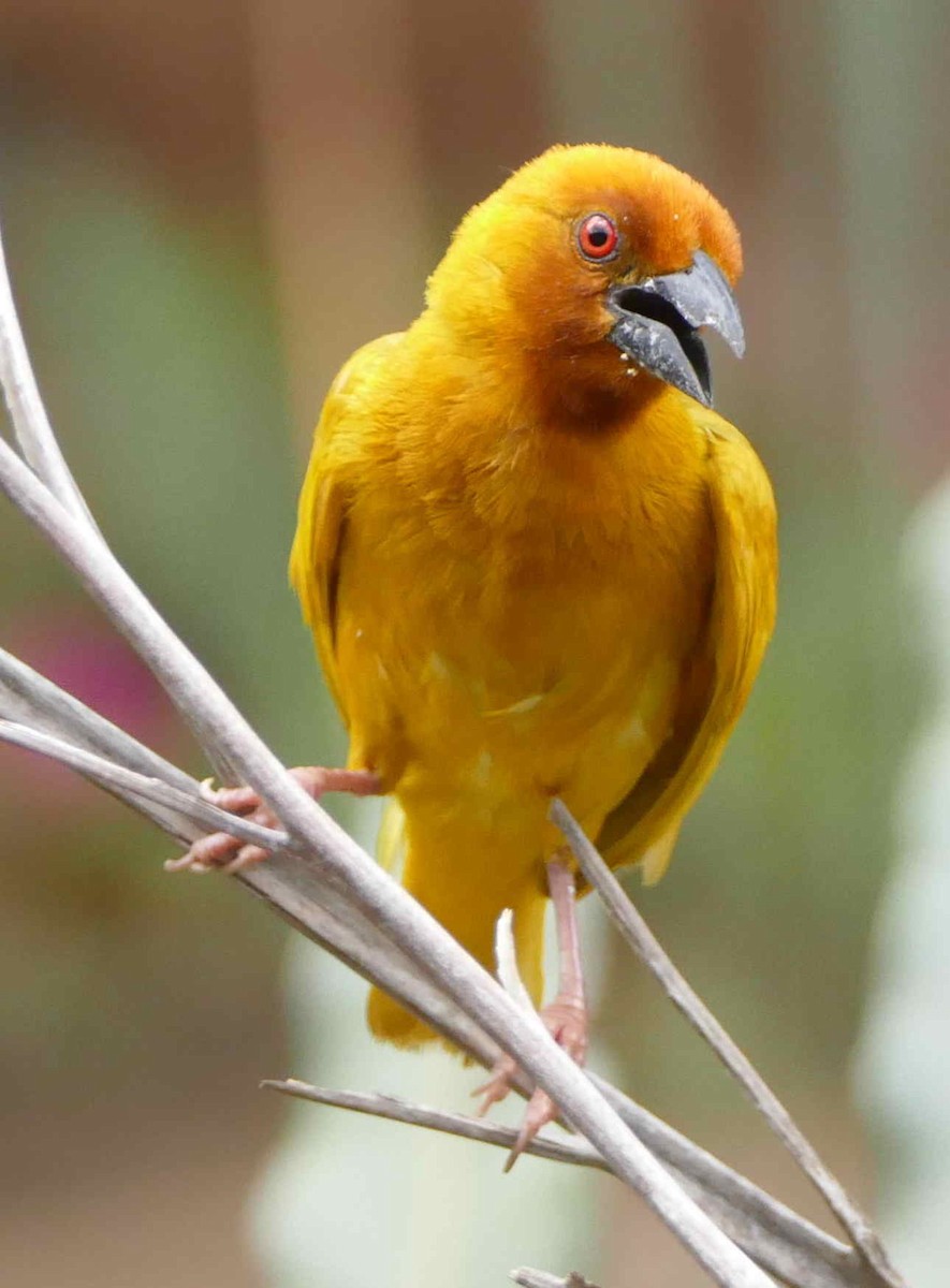 African Golden-Weaver - Jacques Brisson