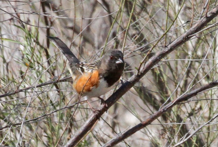Spotted Towhee - Terry Hibbitts