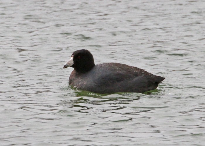 American Coot - Terry Hibbitts
