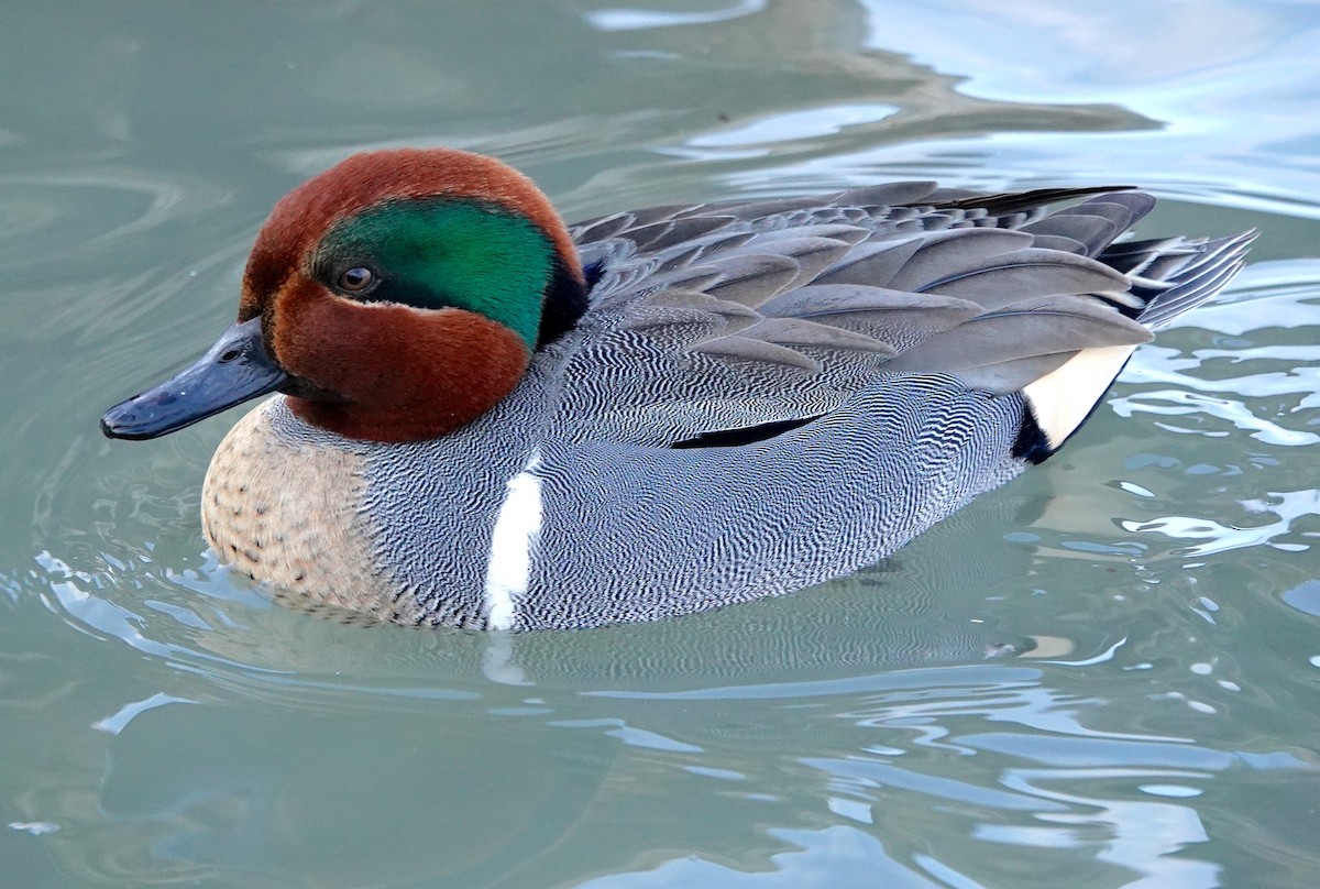 Green-winged Teal - ML538024591