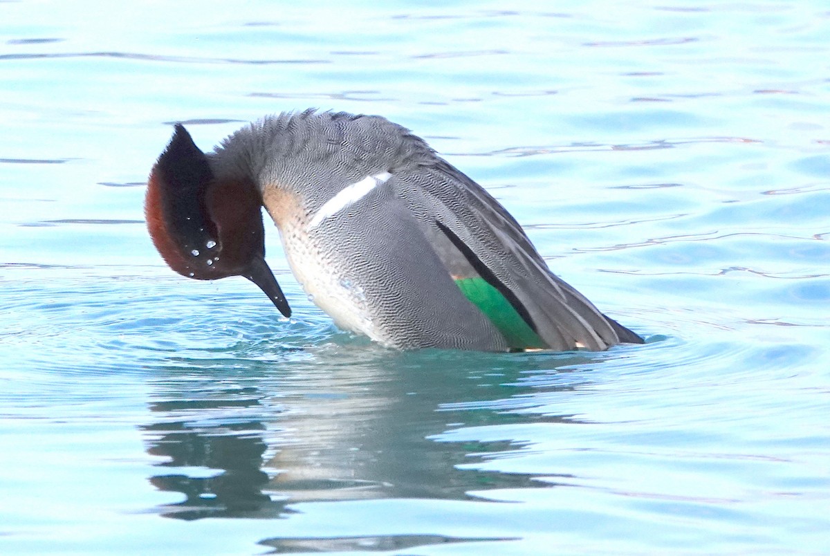 Green-winged Teal - ML538024641