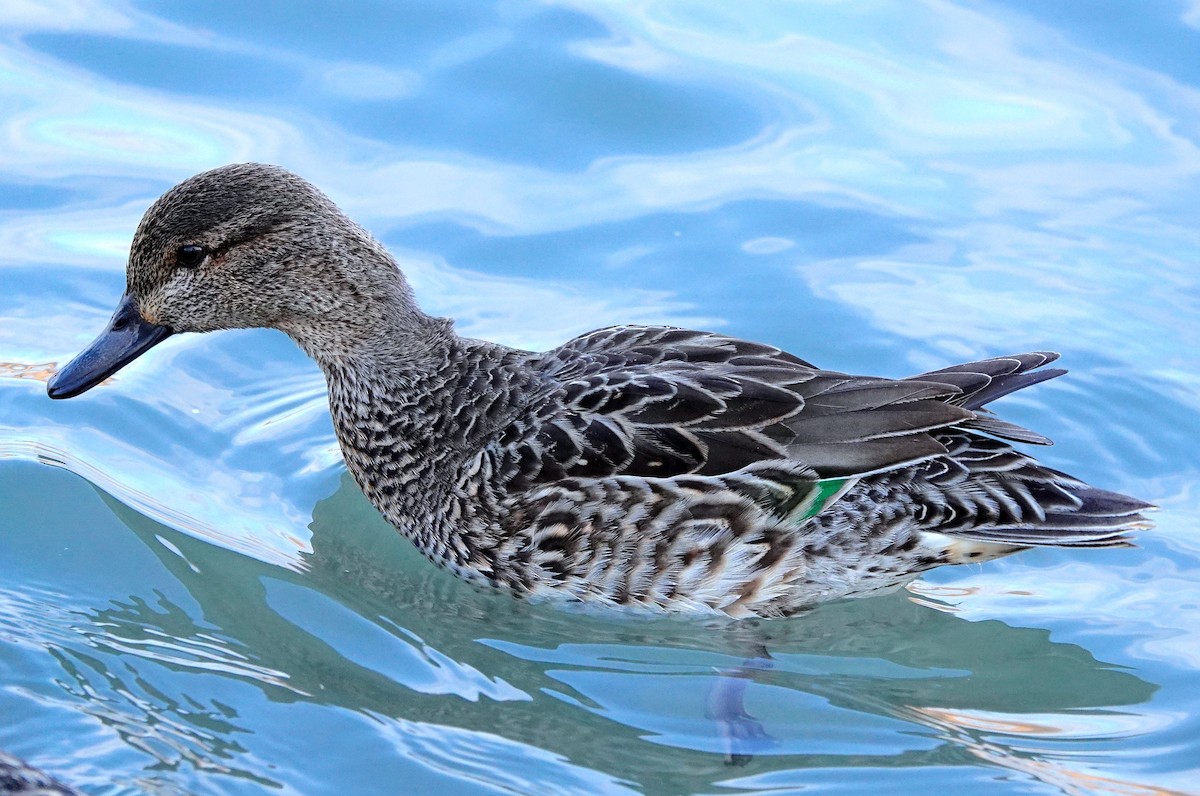 Green-winged Teal - ML538024931
