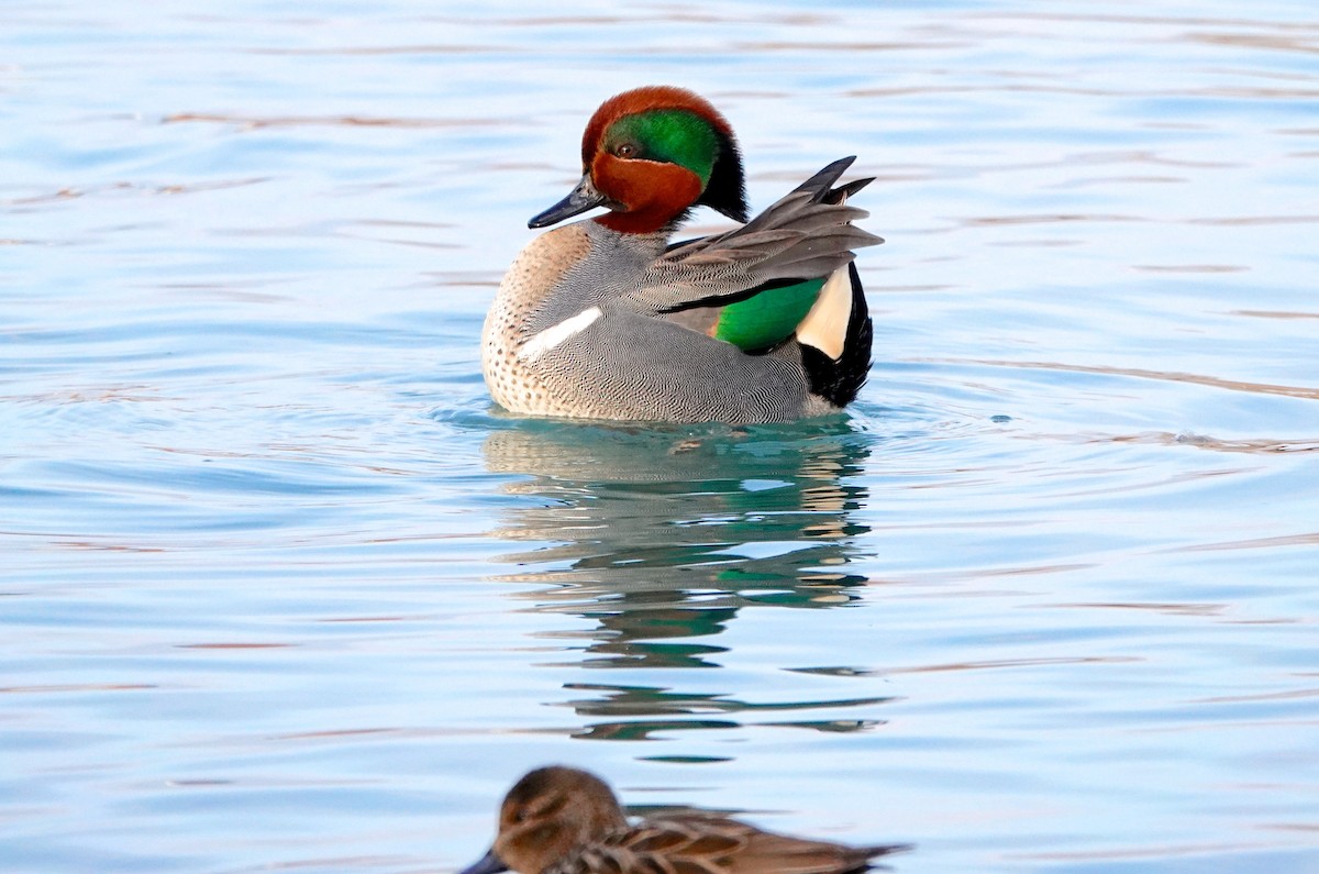 Green-winged Teal - Mary Kvasnic