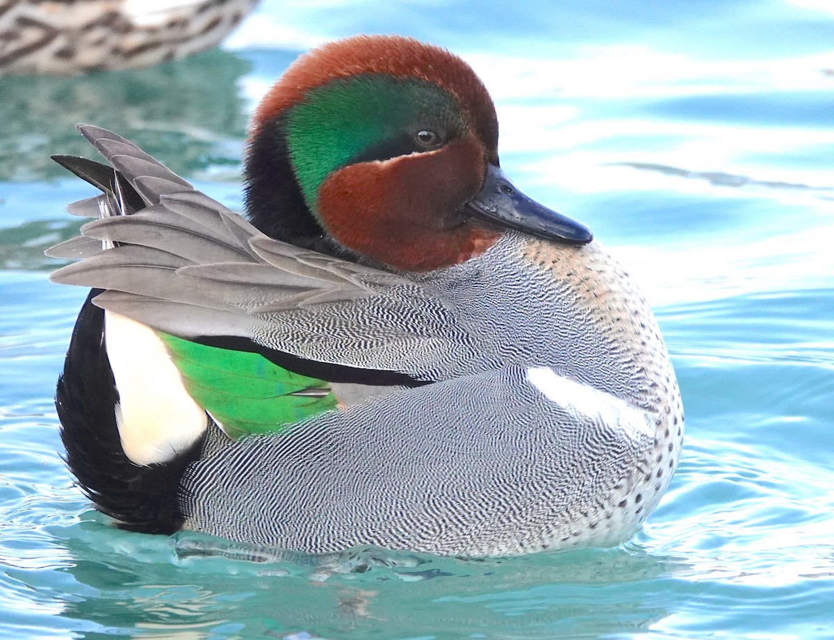 Green-winged Teal - Mary Kvasnic