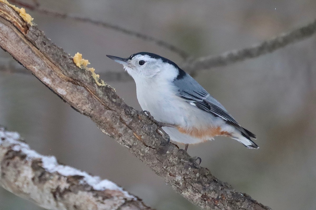 White-breasted Nuthatch - ML538026781