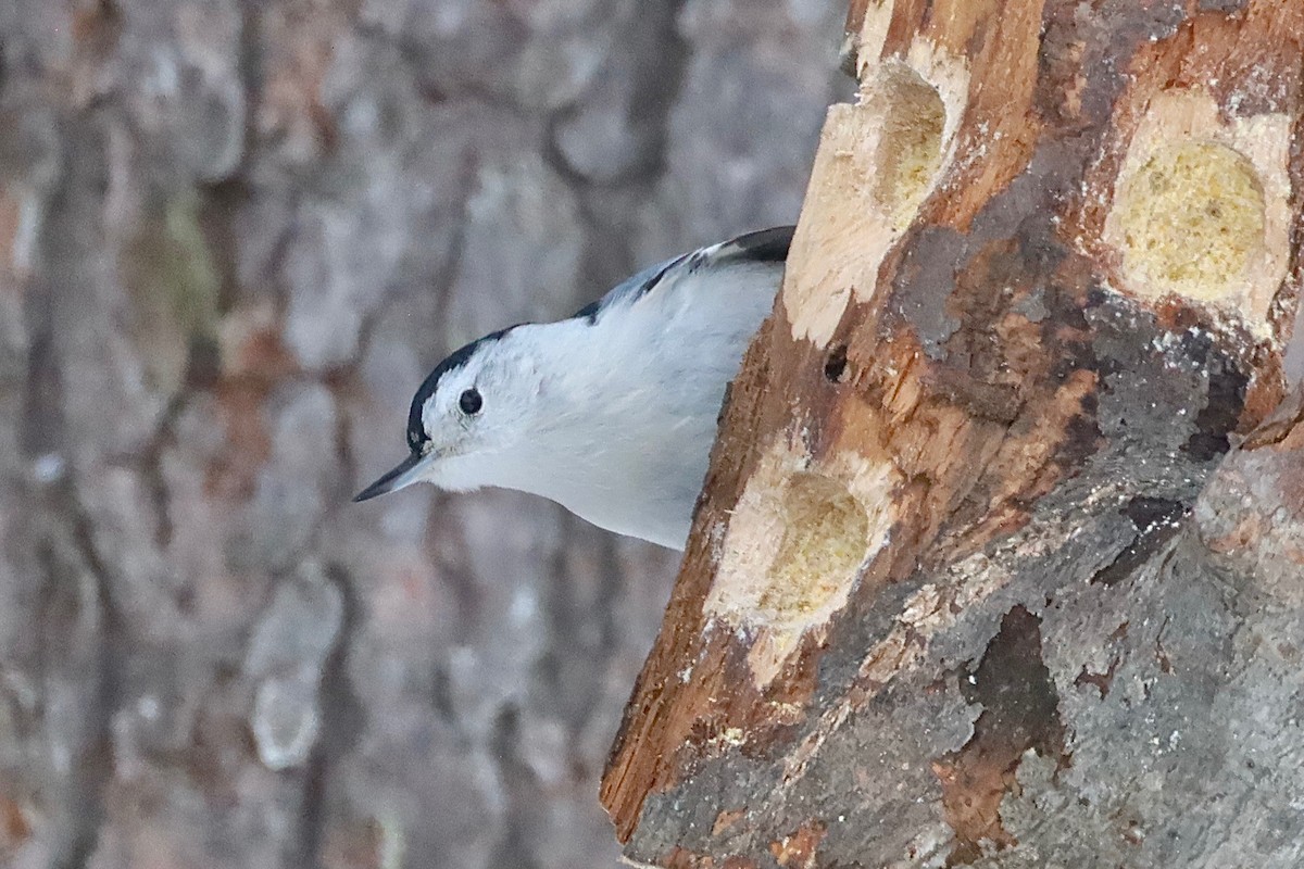 White-breasted Nuthatch - ML538027121