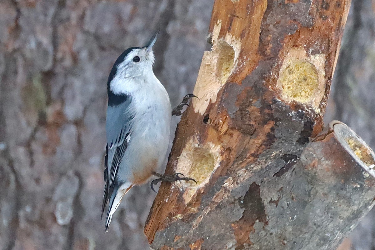 White-breasted Nuthatch - ML538027141