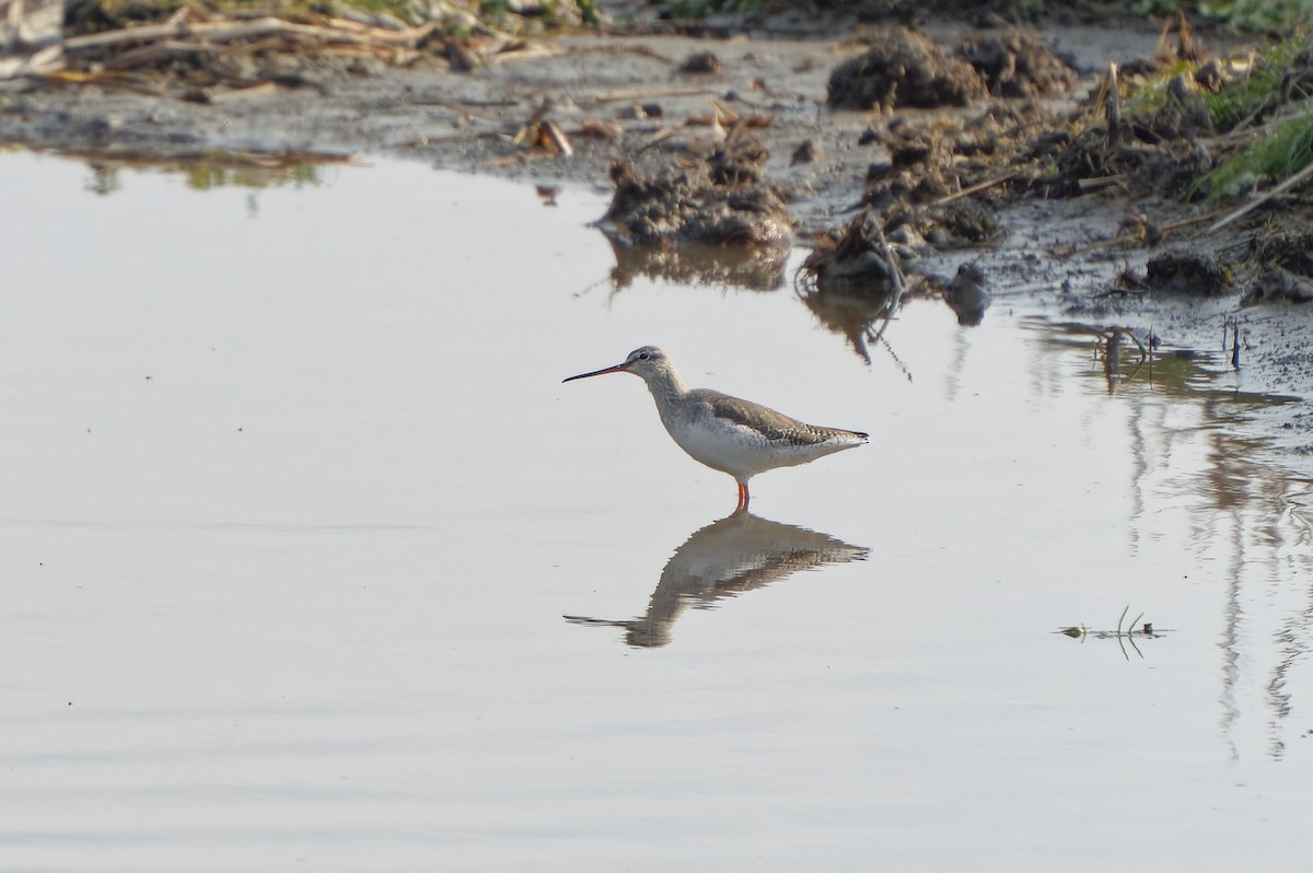 Spotted Redshank - ML538028611