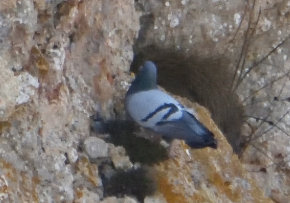 Rock Pigeon (Feral Pigeon) - ML538041751