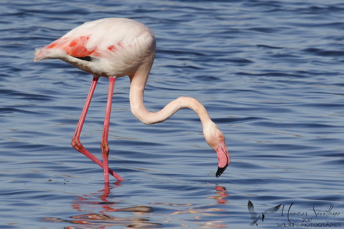 Greater Flamingo - ML53804621