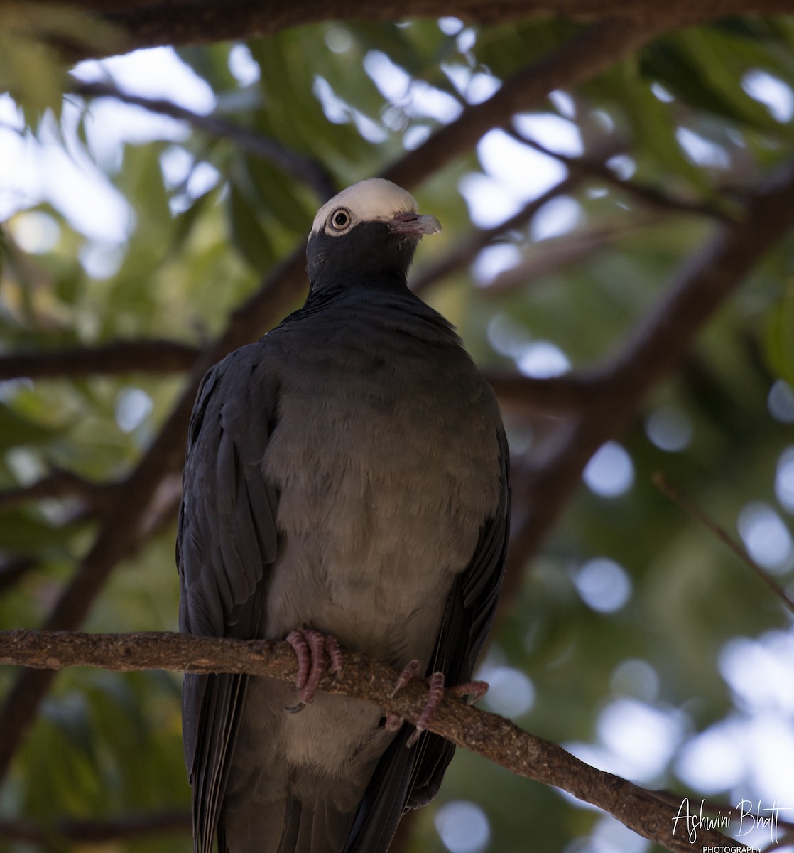 White-crowned Pigeon - ML538050671