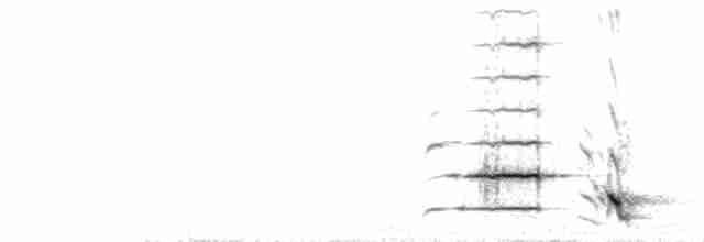  - New Zealand Bellbird