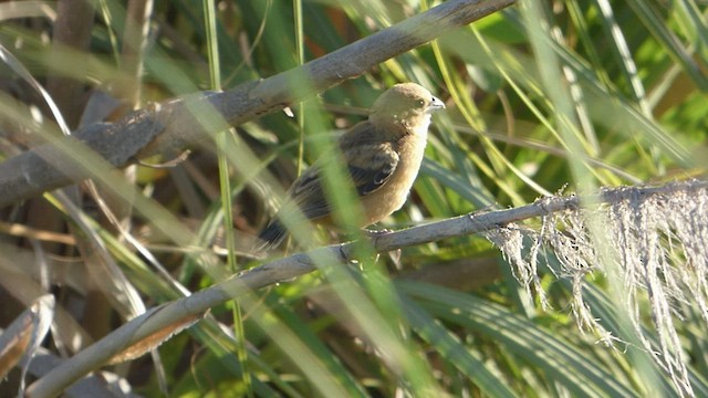 Rusty-collared Seedeater - ML538057381